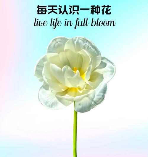 茉莉花的花语梗有何深意？