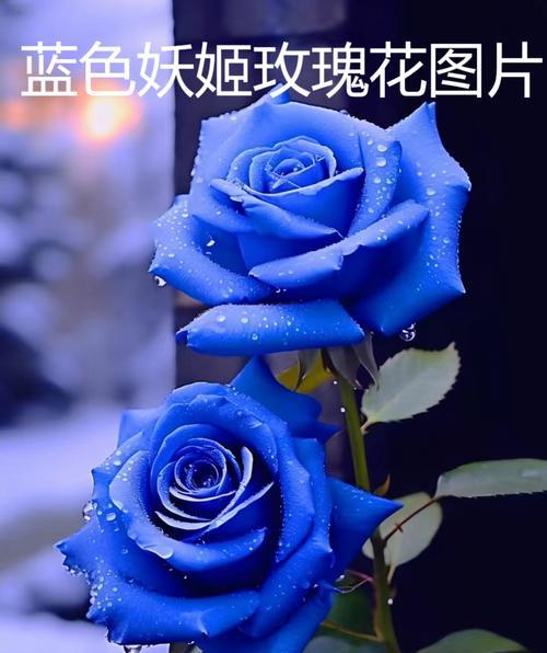 玫瑰花束的花语和寓意有哪些？
