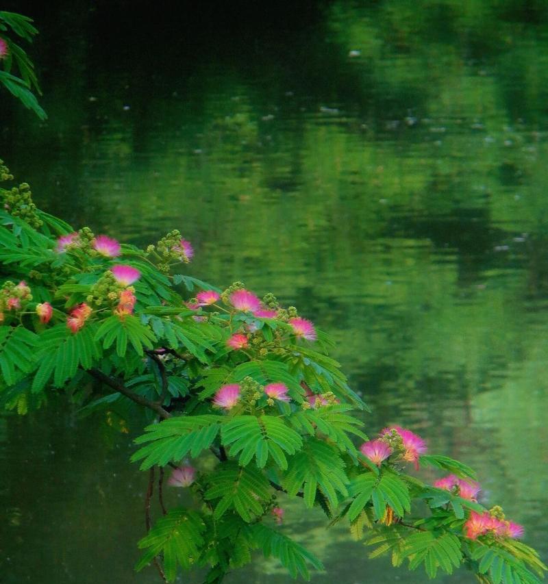 绿色鲜花的花语有何寓意？适合哪种场合？