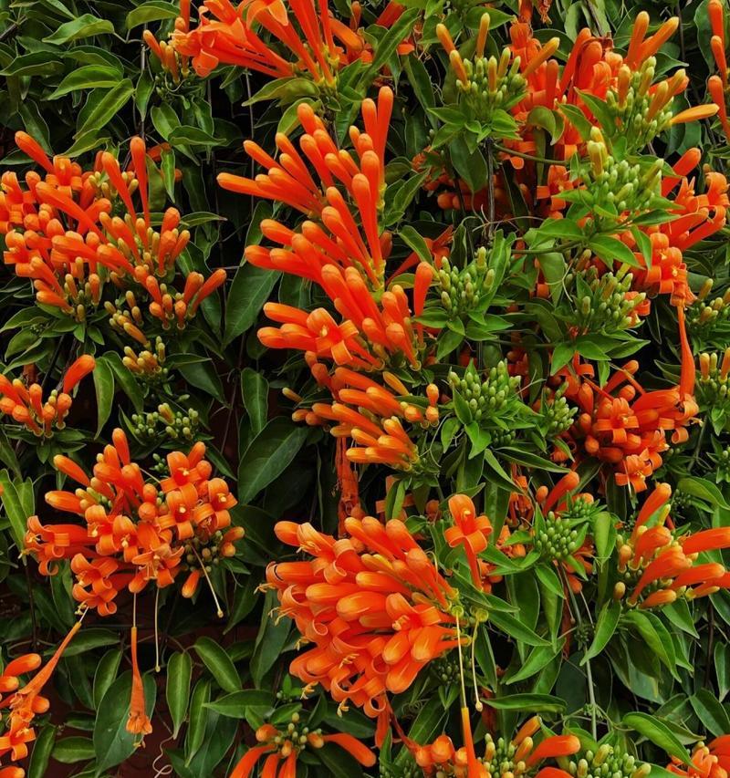 绿色鲜花的花语有何寓意？适合哪种场合？