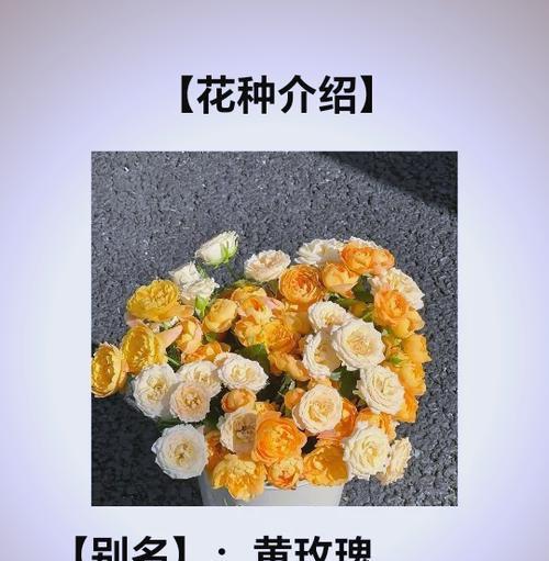 哪种玫瑰花代表友谊？花语中友谊的玫瑰有哪些？