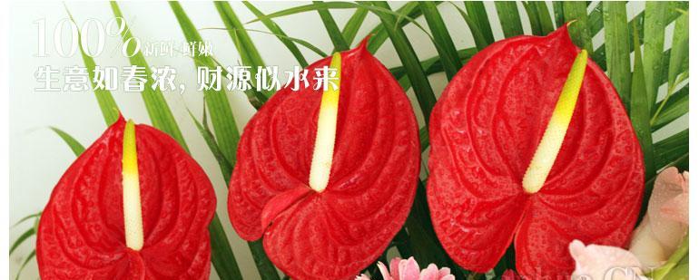 生活蒸蒸日上的花语有何含义？