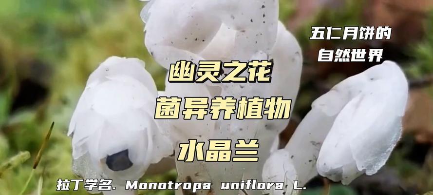 水晶兰的花语代表什么？