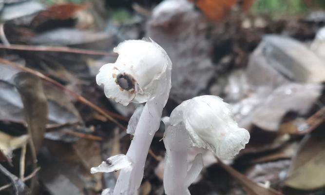 水晶兰的花语代表什么？