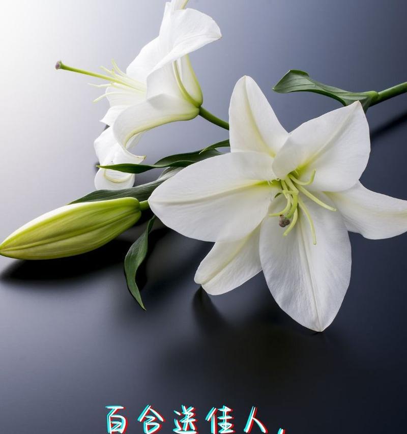 死去的爱情象征着什么花语？
