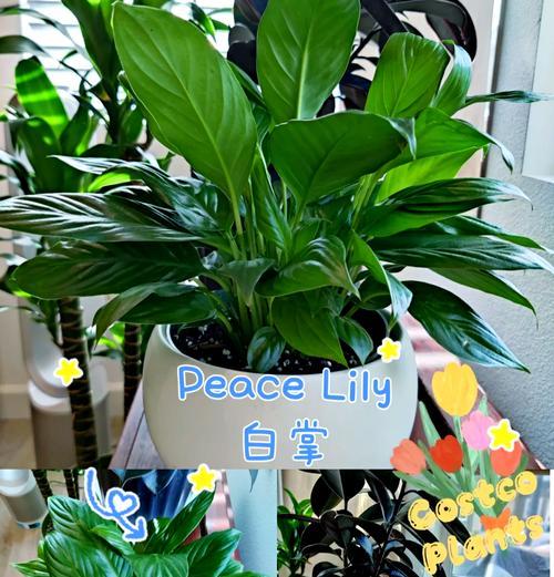 白掌分株的最佳时机是什么时候？分株后如何护理？