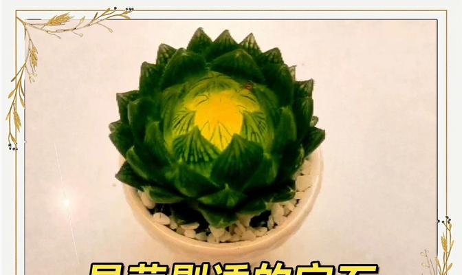玉露的养殖方法是什么？如何保持其晶莹剔透？
