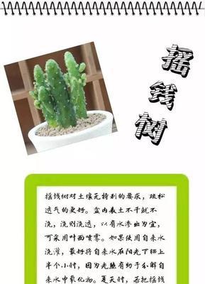 盆栽养护需要注意哪些问题？