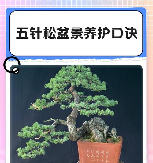 盆栽养护需要注意哪些问题？