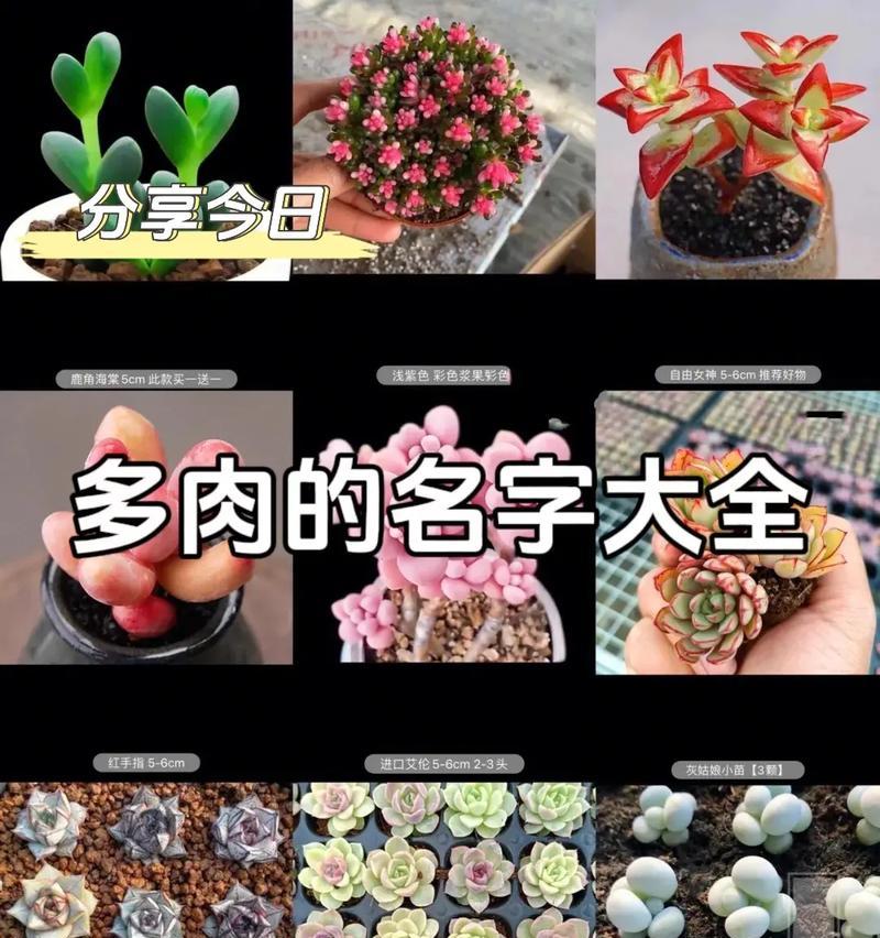 多肉植物的养殖技巧有哪些？