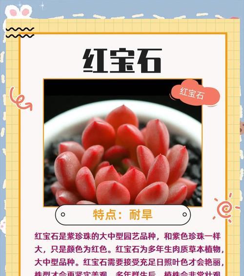 多肉植物的养殖技巧有哪些？