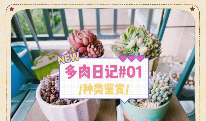 多肉植物的养殖技巧有哪些？