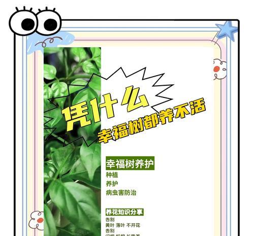 幸福树修剪的最佳时机是什么时候？