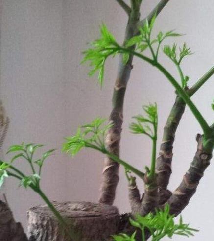 幸福树修剪的最佳时机是什么时候？