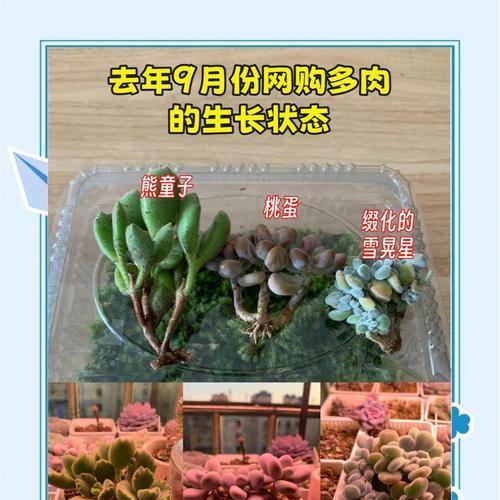多肉植物的养护技巧是什么？