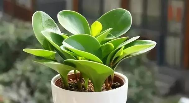 哪些植物特别喜欢阳光？