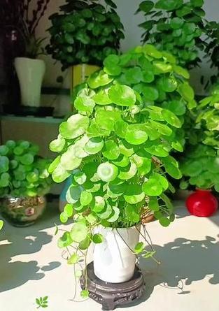 哪些植物特别喜欢阳光？