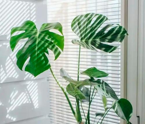 哪些植物特别喜欢阳光？