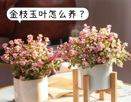 金枝玉叶的养护要点是什么？