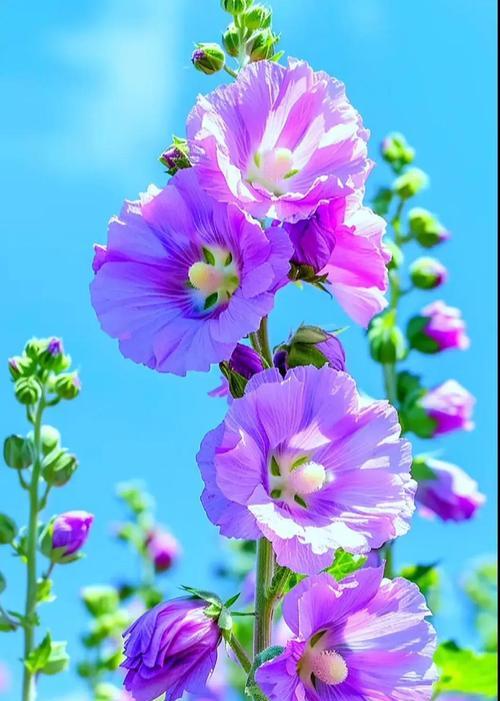 蜀葵的花语通常表达什么？