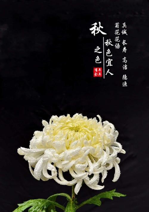 国庆的花有几种花语是什么？国庆节花卉的寓意有哪些？