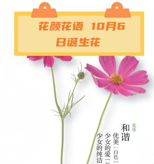 国庆的花有几种花语是什么？国庆节花卉的寓意有哪些？