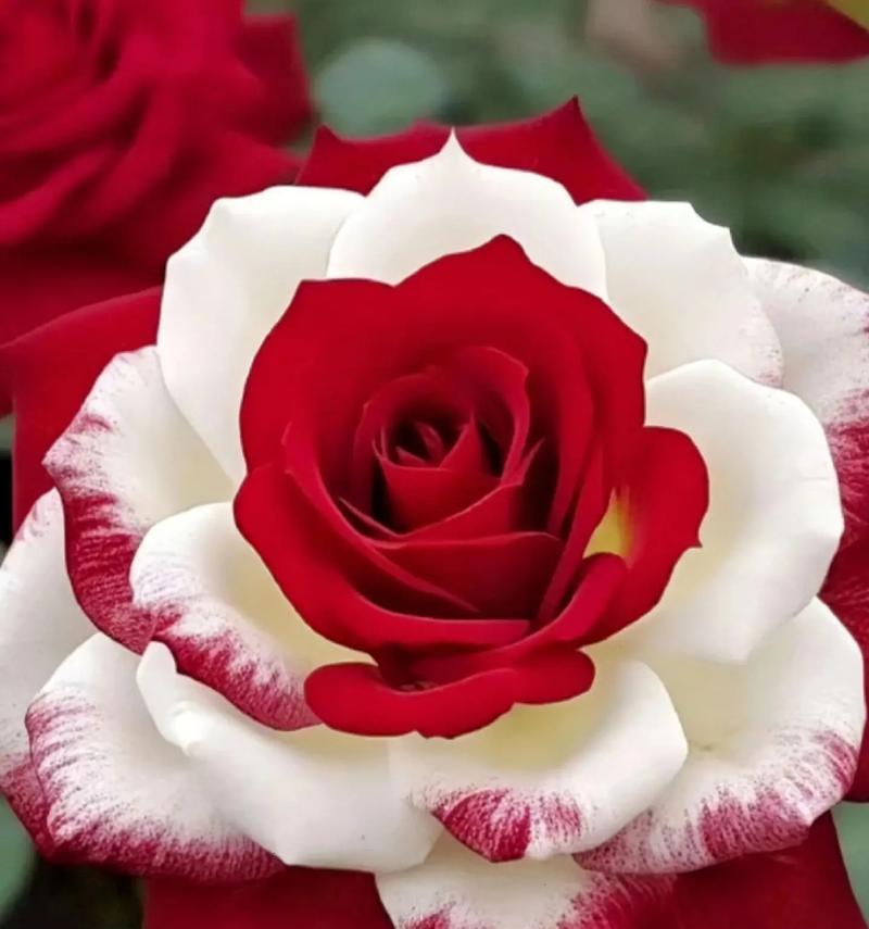退役送什么玫瑰花合适？哪种玫瑰花适合表达退役祝福？