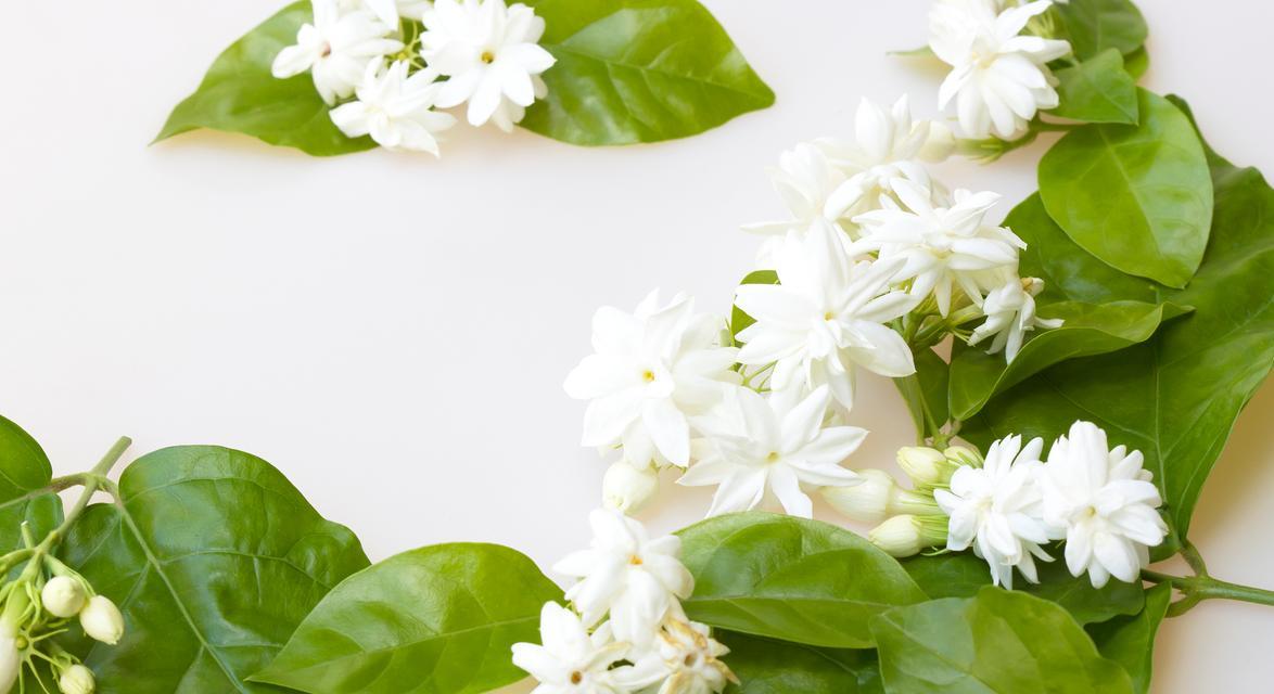 15朵花的花语和寓意是什么？15朵花代表了哪种情感？