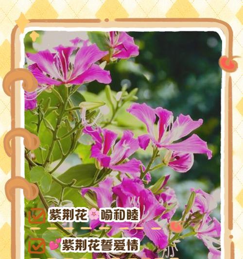 15朵花的花语和寓意是什么？15朵花代表了哪种情感？