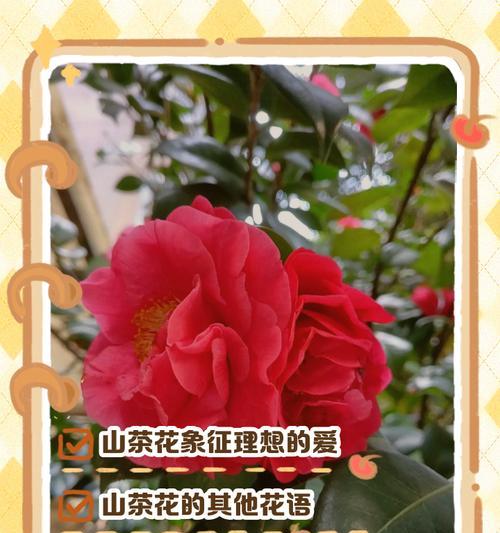 15朵花的花语和寓意是什么？15朵花代表了哪种情感？