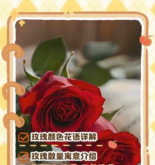 学校场合用什么花语？