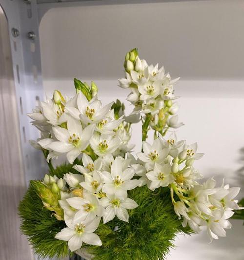 开花绿毛球的花语和寓意是什么？