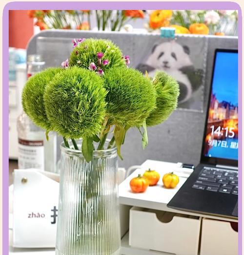 开花绿毛球的花语和寓意是什么？