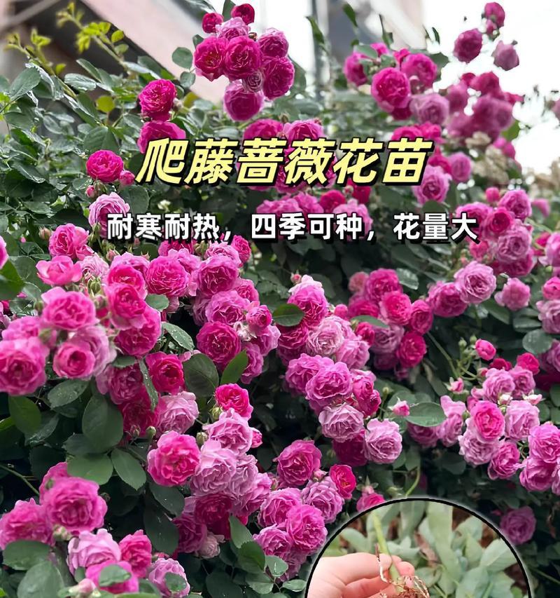 蔷薇花的花语与颜色有何关联？