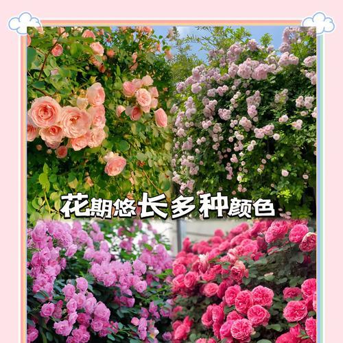 蔷薇花的花语与颜色有何关联？