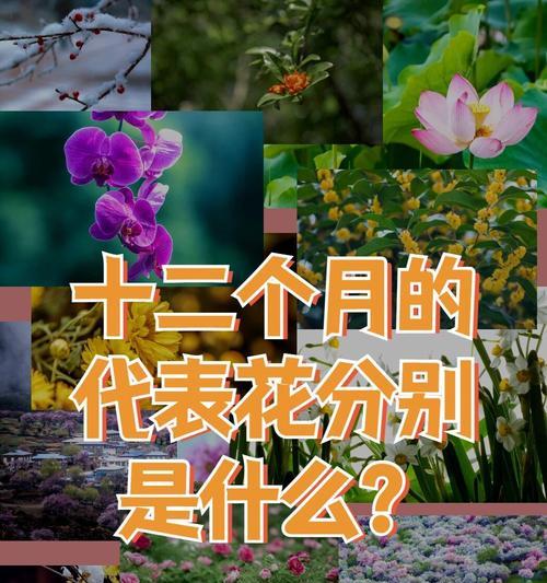哪种花代表改变？它的花语是什么？