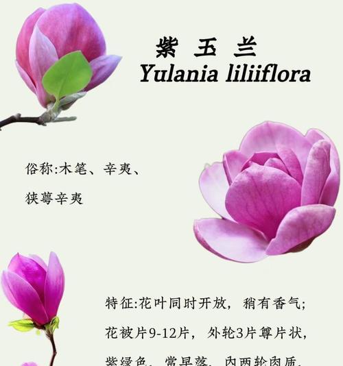 哪种花代表改变？它的花语是什么？