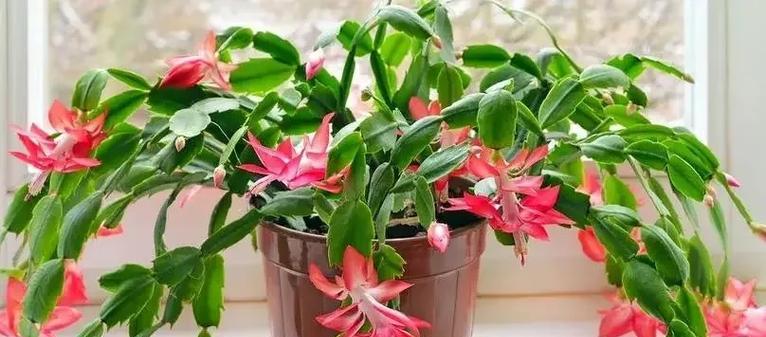 绿色仙人掌的寓意和花语是什么？它象征着什么？