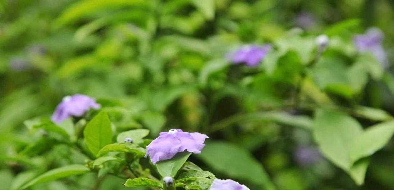 绿色仙人掌的寓意和花语是什么？它象征着什么？
