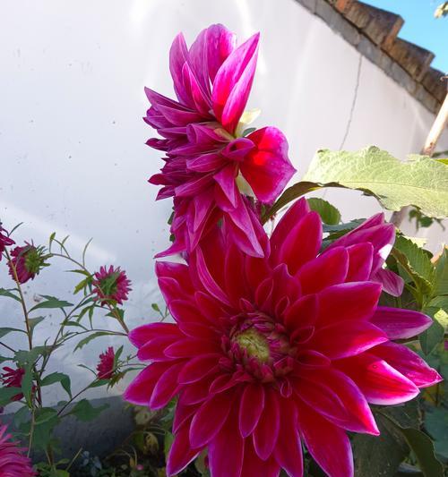 红色幸运草的花语有何寓意？代表了什么？