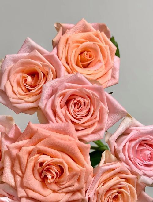 玫瑰花浅橘色代表什么含义？浅橘色玫瑰花语有哪些？