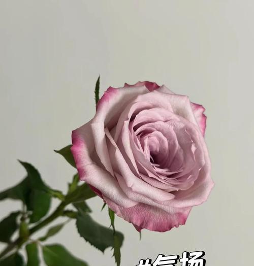 玫瑰花浅橘色代表什么含义？浅橘色玫瑰花语有哪些？