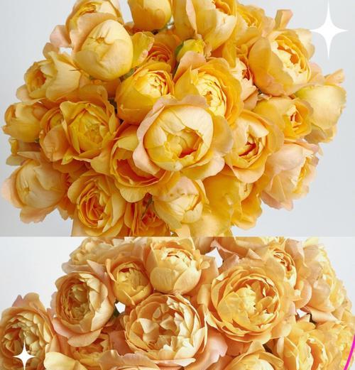 玫瑰花浅橘色代表什么含义？浅橘色玫瑰花语有哪些？