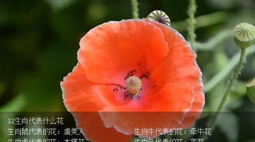 哪种花的花语代表创造性？创造性的花语是什么？