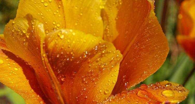 橙色郁金香代表什么花语？橙色郁金香的花语有哪些含义？