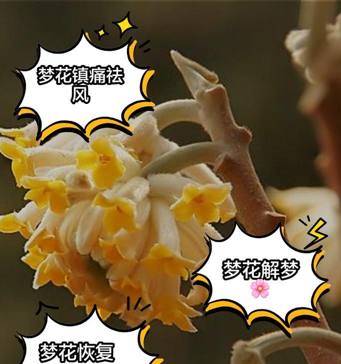 盘点十大花语是什么花？哪些花的花语最为人熟知？