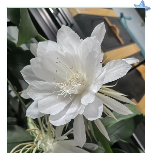 盘点十大花语是什么花？哪些花的花语最为人熟知？