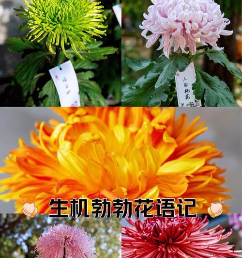 赞美京城时，哪种花的花语最为贴切？