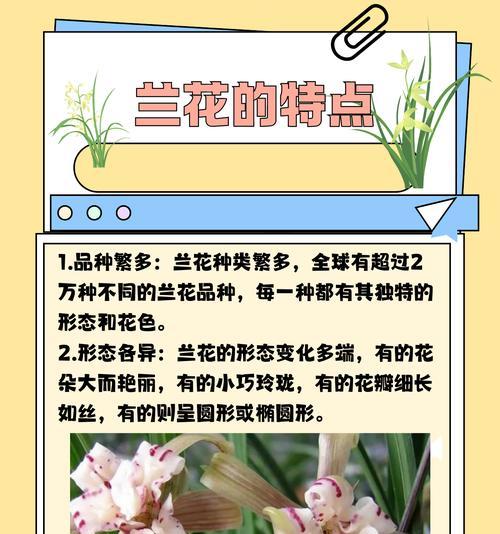 小兰花的花语配音有何特别之处？小兰花的花语是什么？