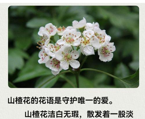 哪种花的花语代表永恒不变的爱情？